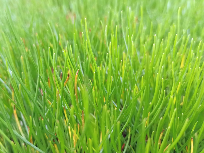 Strandling - Littorella uniflora, Bild 1